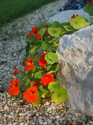 25 Nasturtium Seeds (Mix) Rock Cress Climbing Edible Flowers (Tropaeolum Majus) • $2.19