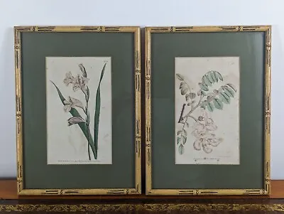 18th Century Botanic Garden Lambeth Marsh Colour Engravings - W. Curtis Rare  • £95