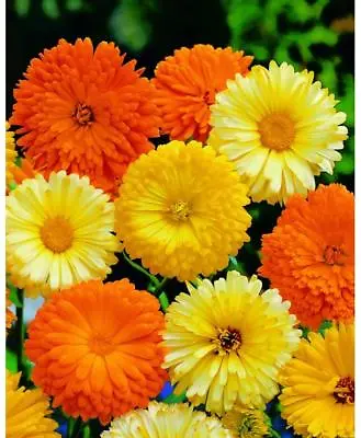 Calendula Pacific Beauty Seeds Mix Pot Marigold Variety Sizes FREE SHIPPING • $1.69