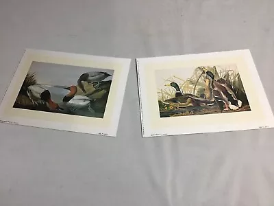 Pair Of 6X8in  J. J. Audubon Waterbird Prints Mallard Duck & Canvasback • $19.95