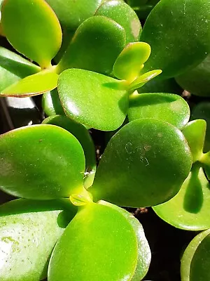 £2.50 • Buy Money Plant Jade Tree House Crassula Ovata Succulent Good Luck Tree Plant In Pot