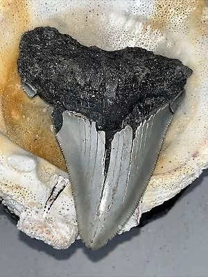 Megalodon Shark Tooth  100% Authentic Super Sharp Serattions 4.57  • $17.50