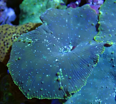 WYSIWYG Dark Green Discosoma 1 Leaf Mushroom Shroom Soft Coral Frag-Marine • £0.99