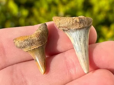 Bakersfield Fossil Mako Sharks Teeth LOT OF 2 California Miocene Megalodon Age • $9.99