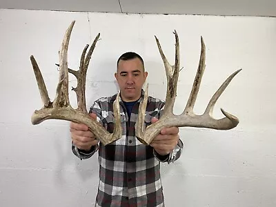 187” Set Whitetail Deer Antlers Cuts Sheds Rack Taxidermy Mount Cabin Decor • $26