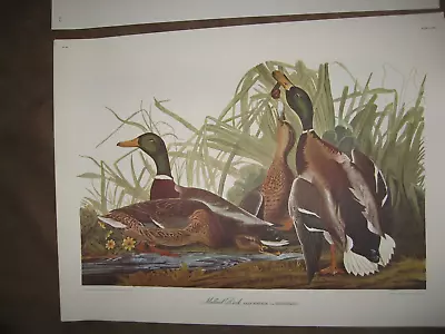 Vtg Audubon Mallard Duck Large 18 X24  Fine Art Bird Print • $4