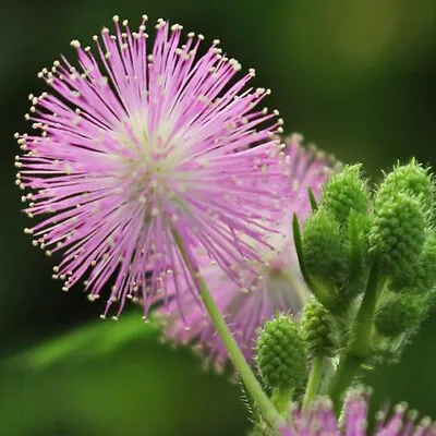 50 Touch Me Not Mimosa Seeds UK Pudica Sensitive Plant Annual Creeping Flowers • £2.99