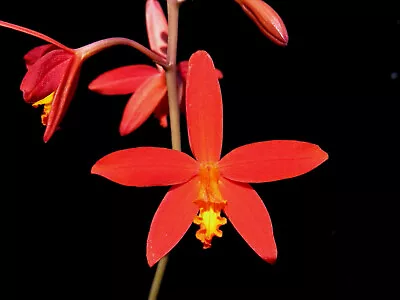 DO- Laelia Milleri X Itambana Mini Rupiculous Cattleya Orchid • $28