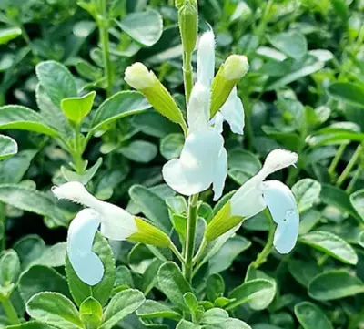 3x Salvia Perennial White Full Moon Plug Plants Ornamental Flowering Sage • £9.95