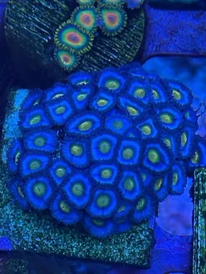 AOI  Zoa Marine Coral Zoanthid Frag Priced Per Polyp  • £11