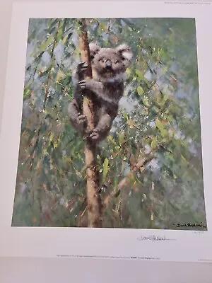 David Shepherd Pencil Signed Limited Edition Print Koala • £125