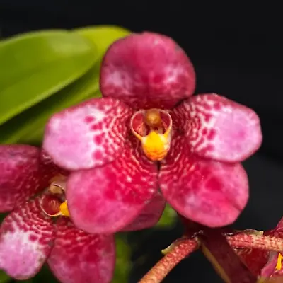 $55 • Buy Select Barrita Orchids Sarcochilus INDP/059
