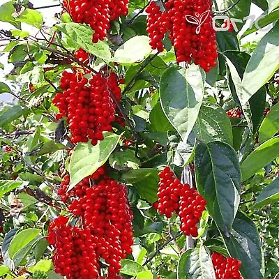 Schisandra Chinensis 10 Seeds - 5 Flavor Cherry (wu-wei-zi) Magnolia Vine • $8.48