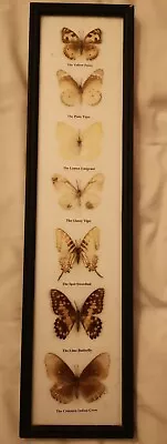 £12 • Buy Butterfly Mounted Under Glass, Assorted, 7 Butterflies