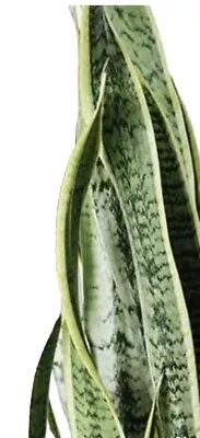 2 Snake Plant Cutting Unrooted Mother-In-Law's Tongue Sanseveria Live Plant • $9