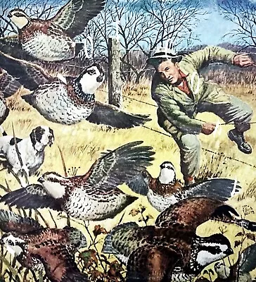 Antique 8x10 Magazine Cover Art Repro Photo English Pointer Quail Hunting • $11.99