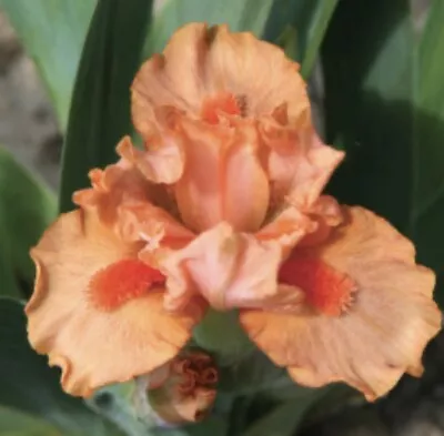 3 Miniature ￼ Iris HOT ORANGE Perennial Plants Gorgeous Flowers Rhizomes • $0.99