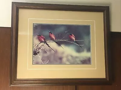 Thomas Mangelsen The Perch - Carmine Bee-Eaters Framed 10  X 14  Print #152/950 • $20