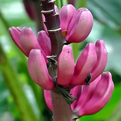 5 Pink Dwarf Banana Tree Fruit Plant Seeds (Musa Velu.) Rare Fast Hardy-Zone 7b • $6.95