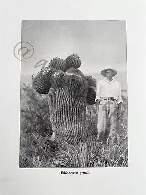 1930 Mexico  Photography Mexic South America TRAVEL HIKING LIFE PEOPLE • $55