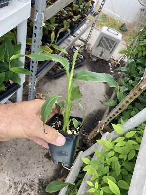 Mekong Giant Banana Plant - Musa Itinerans - Very Cold Hardy • $19.97