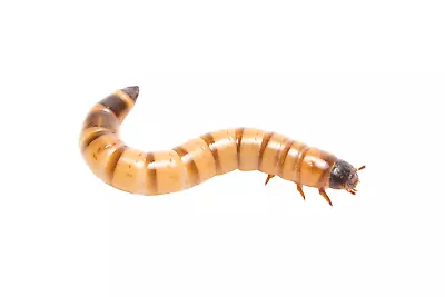 Live Superworms - 50 To 1000 - Reptile Feeders From BuyFeederCrickets • $11.99