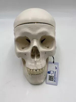 3B Scientific Model - A20- Classic Human Skull Model 3part - 3B Smart Anatomy • $89.95