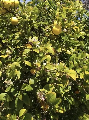 🍋Organic Meyer Lemon Seeds From An ABUNDANT Tree In Southern California NON-GMO • $1.50