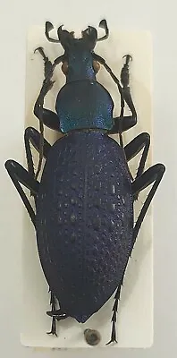 Carabus Coptolabrus Emeraldinus Forumiellus Ssp. Forumiellus China • $13.90