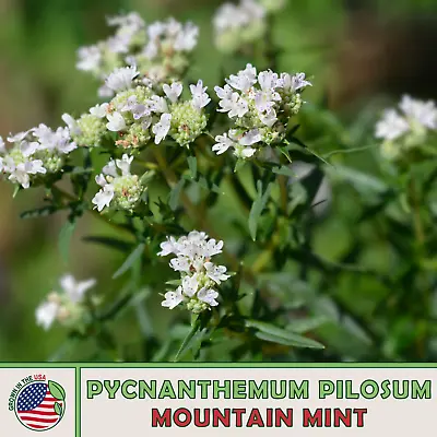 500 Mountain Mint Seeds Pycnanthemum Pilosum Native Herb Non-GMO Genuine USA • $3.25