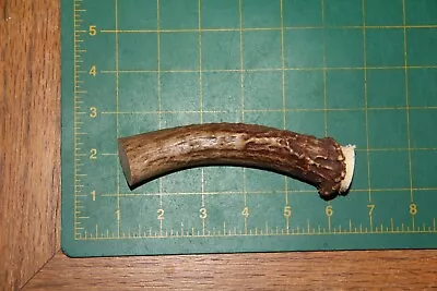 Mule Deer Antler Base #6 Knife Handle / Sheds Antlers Whitetail Deer 417 • $9