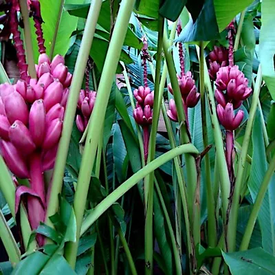 5 Pink Dwarf Banana Tree Fruit Plant Seeds (Musa Velu.) Rare Fast Hardy-Zone 7b • $6.95