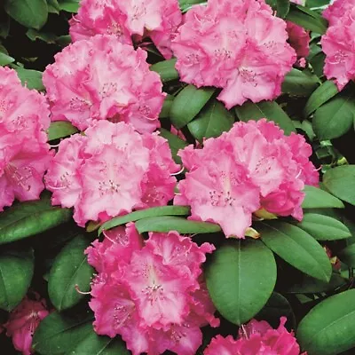 Rhododendron 'Roseum Elegans'. 9cm Plant X 2. Pink Flowers. Azalea Family Shrub • £29.95