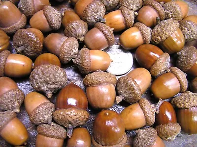 47 Dried Acorns With Caps For Fall Crafts Real Acorns Natural Finish Set 2 • $21.89