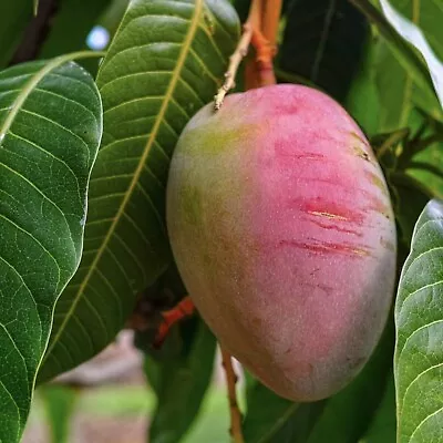 Mango Tommy Atkins (Mangifera Indica) Live Fruit Tree Seedling (10 -24 ) • $33.89