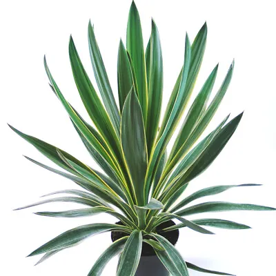 'Variegata' Yucca Hardy Perennial Flowering Evergreen Garden Shrub 3L Pots T&M • £36.99