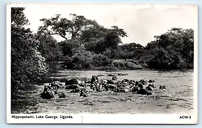 Postcard Uganda - Lake George Hippopatamus - 1951 Rp • £8