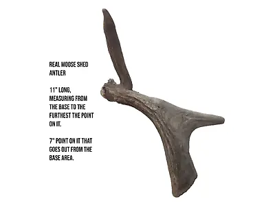 Real Moose Antler Decor Home Rustic Display Antlers Crafts Horn • $24.99