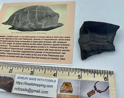 $14.95 • Buy Fossilized Turtle Shell Fragment From Florida, Pleistocene Epoch TS4