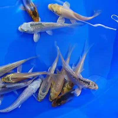 £75 • Buy Live Ghost Carp 3-4  Ghost Carp Mix
