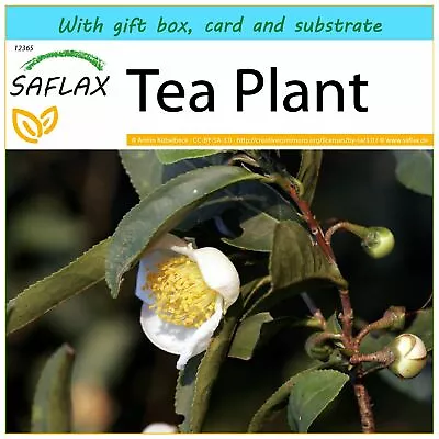 SAFLAX Gift Set - Tea Plant - 6 Seeds - Camellia • £8.70