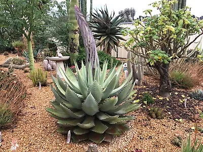 Agave Titanota - 20 Seeds • $13.50