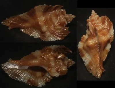 Tonyshells Seashells Pterynotus Miyokoae VERY SMALL MIYOKO MUREX 24.7mm F+++ • $5.95