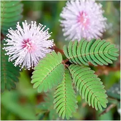 SENSITIVE PLANT Packed 30 • $3.49