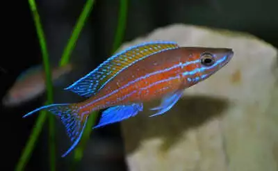 Paracyprichromis Nigripinnis Blue Neon Tanganyika Cichlid 4cm • £30