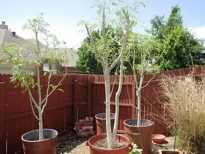 £1.99 • Buy MORINGA OLEIFERA SEEDS! Miracle Tree! Fresh GROWING Seeds Indoor Plant Dwarf  