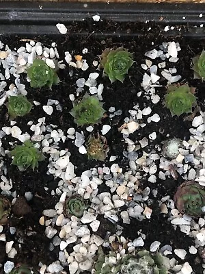 Succulents 7 Sempervivums Supplied Chicks And Hens • £3.99