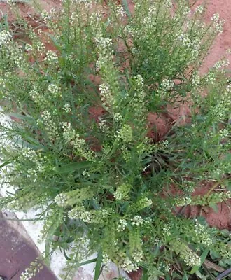 100++ Peppergrass Organic Seeds (Lepidium Virginicum) Virginia Pepperweed Herb • $3.24