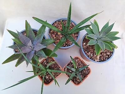 Mangave  Pack  -   5 X Different Mangave Plants - Good Starter Pack  • $50