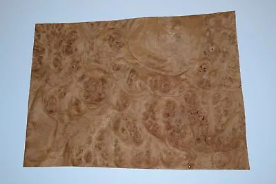 Oak Burl Raw Wood Veneer Sheet 9 X 12 Inches 1/42nd                    E6925-5 • $14.99